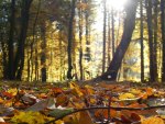 Autum in the forests