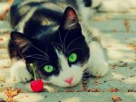 â™¥kitten with green eyesâ™¥