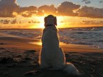 Dog In Sunset