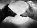 Wolves In The Moonlight