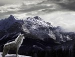 Wolf in the mountains