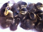 Ducklings