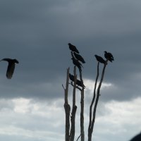 Vultures anticipating their next meal