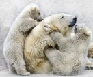 Bear family