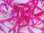 Carnation Swirl