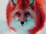 red fox