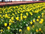 Tulip field