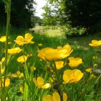 Buttercups
