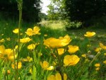 Buttercups