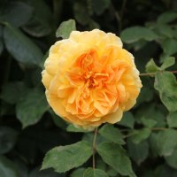 double yellow rose