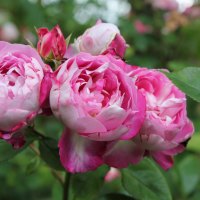 double pink & white roses