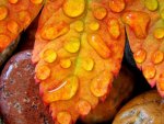 Leaf and water drops