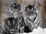 Tiger Trio