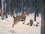 deer jumps in the snow