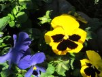 Sunny Pansies