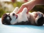 â™¥ cute-puppyâ™¥