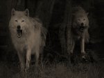 wolves in the forest