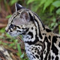 Wildcat in the grass