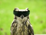 Funny owl