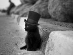 mad hatter kitty