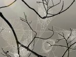 Spider web