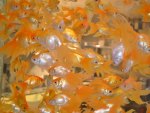 Goldfish Fantails.