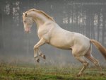 Cremello Akhal-Teke