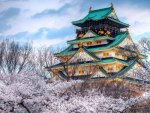cherry blossom Temple