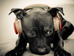 Dog music