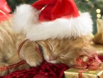 Sleepy Santa Paws