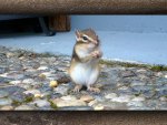 Visiting Chipmunk
