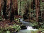 Old Forest Stream