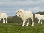 white_lions