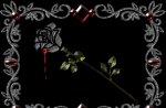 A Gothic Rose