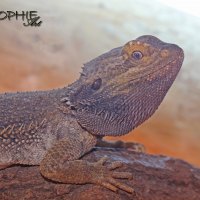 bearded dragon