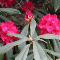Pink Rhododendron