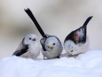 Cute snow birds