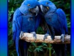 BLUE PARROTS