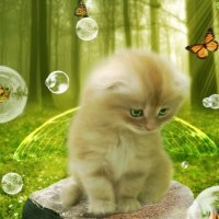 Kitten Fairy