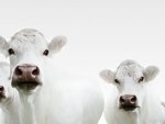 white cows