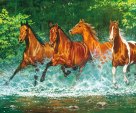 Wild horses