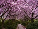 A Forest of Cherry Trees