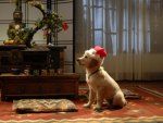 Christmas Dog