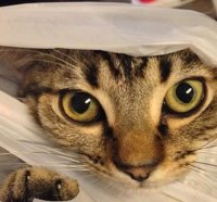Cat in the Bag