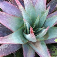 Wild Ethiopian Succulent