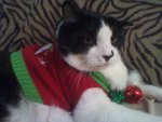 My Christmas Kitty