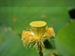 Lotus seed pod.