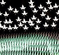 Maple Leaves Falling