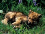 Baby Wolf