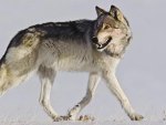 Gray Wolf Yellowstone